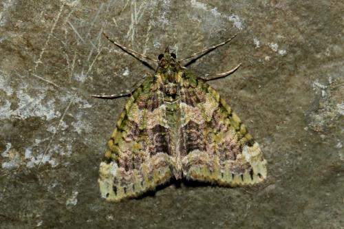 Chloroclysta siterata